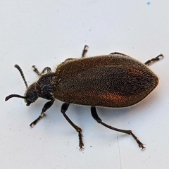 Lagria villosa