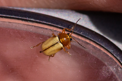 Cryptocephalus fulvus