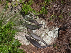 Egernia kingii
