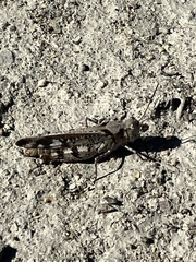 Spharagemon marmorata