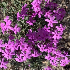 Glandularia wrightii