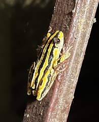 Hyperolius marmoratus taeniatus