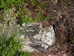 Egernia kingii