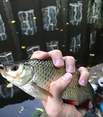 Scardinius erythrophthalmus