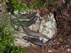 Egernia kingii