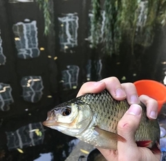 Scardinius erythrophthalmus