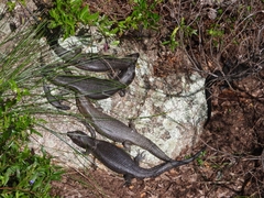 Egernia kingii