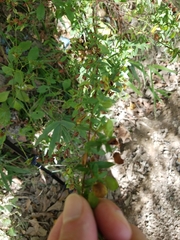 Hypericum hypericoides