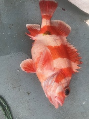 Sebastes rubrivinctus