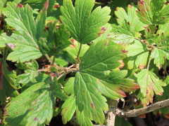 Ribes hirtellum