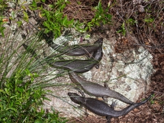Egernia kingii