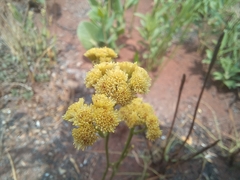 Nidorella spartioides