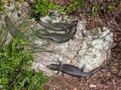 Egernia kingii