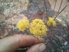 Nidorella spartioides