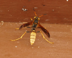 Mischocyttarus navajo