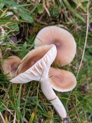 Cuphophyllus colemannianus