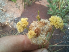 Nidorella spartioides