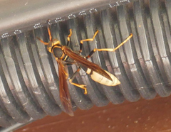 Mischocyttarus navajo