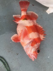 Sebastes rubrivinctus