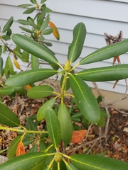 Rhododendron maximum
