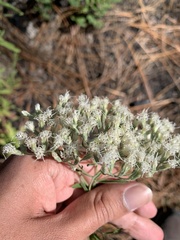 Eupatorium linearifolium
