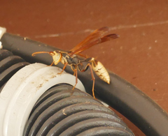 Mischocyttarus navajo