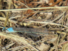 Argia moesta