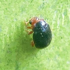 Scymnus rubromaculatus