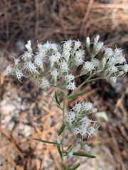 Eupatorium linearifolium