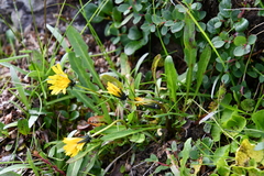 Taraxacum glabrum