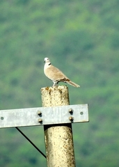 Streptopelia decaocto
