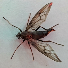 Chiromyzinae
