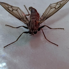Chiromyzinae