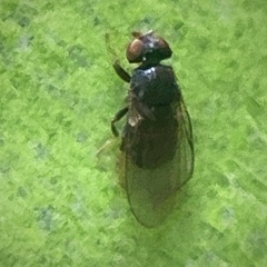 Limosininae