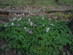 Corydalis cava