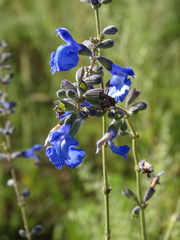 Salvia azurea