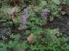 Corydalis cava