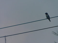 Artamus leucorynchus