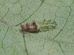 Drepanaphis acerifoliae