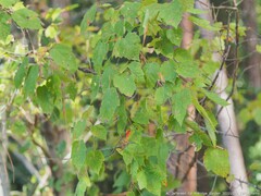 Drepanaphis acerifoliae