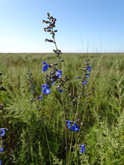Salvia azurea