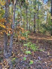 Arnoglossum atriplicifolium