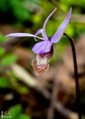 Calypso bulbosa occidentalis