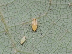 Illinoia liriodendri