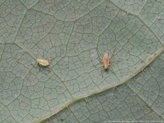 Illinoia liriodendri