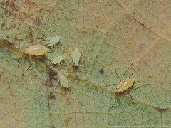Illinoia liriodendri