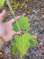 Arnoglossum atriplicifolium