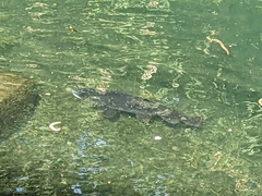 Salmo trutta
