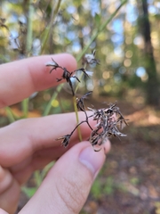 Arnoglossum atriplicifolium