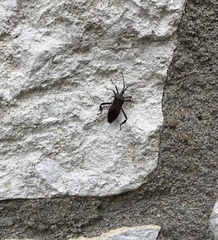 Acanthocephala terminalis